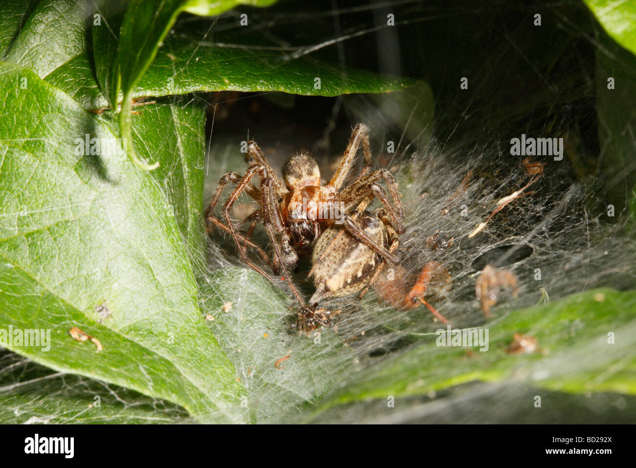 Agelena labyrinthica , labirinto ragni coniugata nella parte anteriore del suo nido Foto Stock