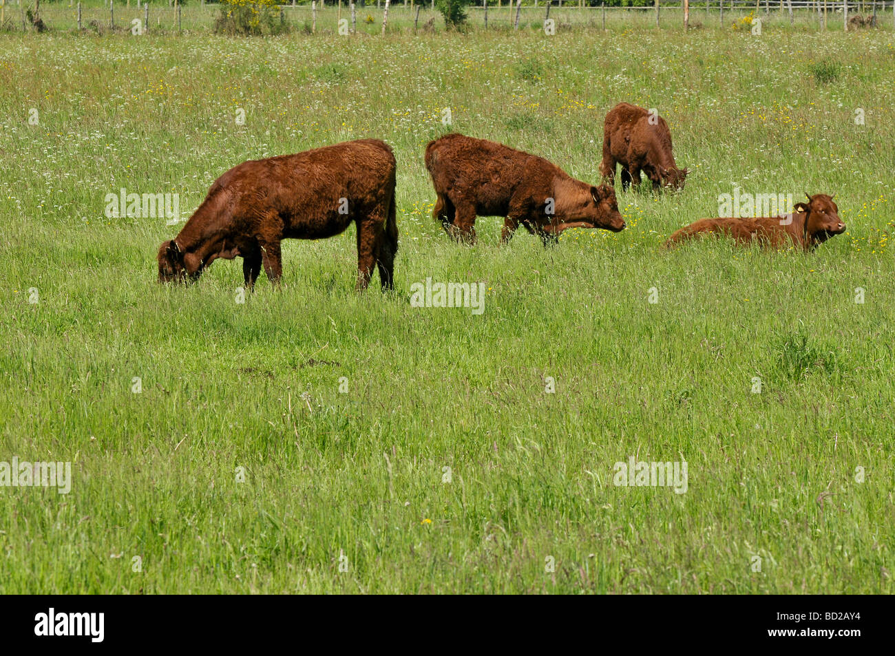 Quattro i vitelli in un campo, Francia Foto Stock