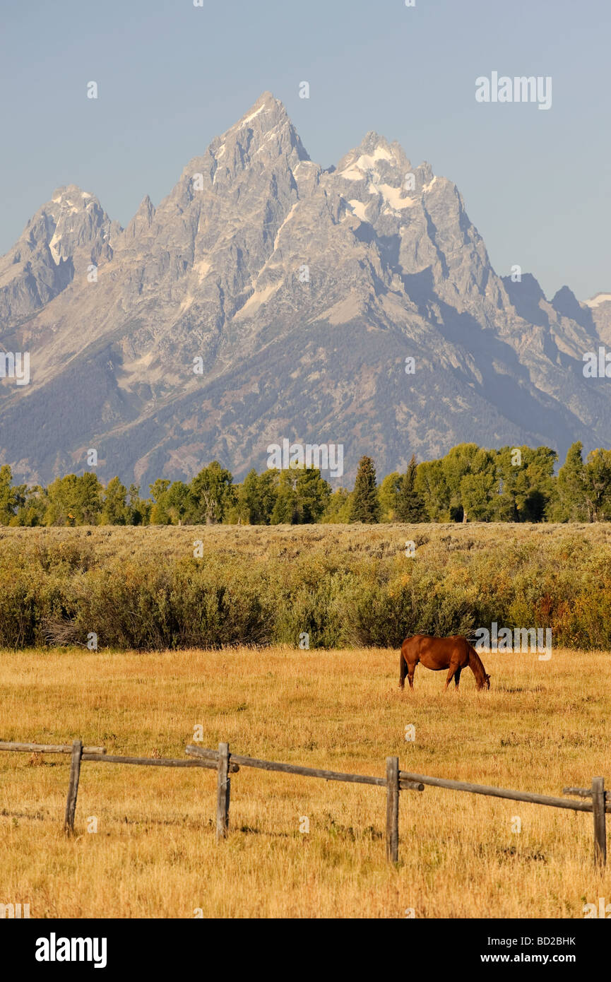Cavalli e Teton Mountain Range Grand Teton National Park Wyoming USA Foto Stock