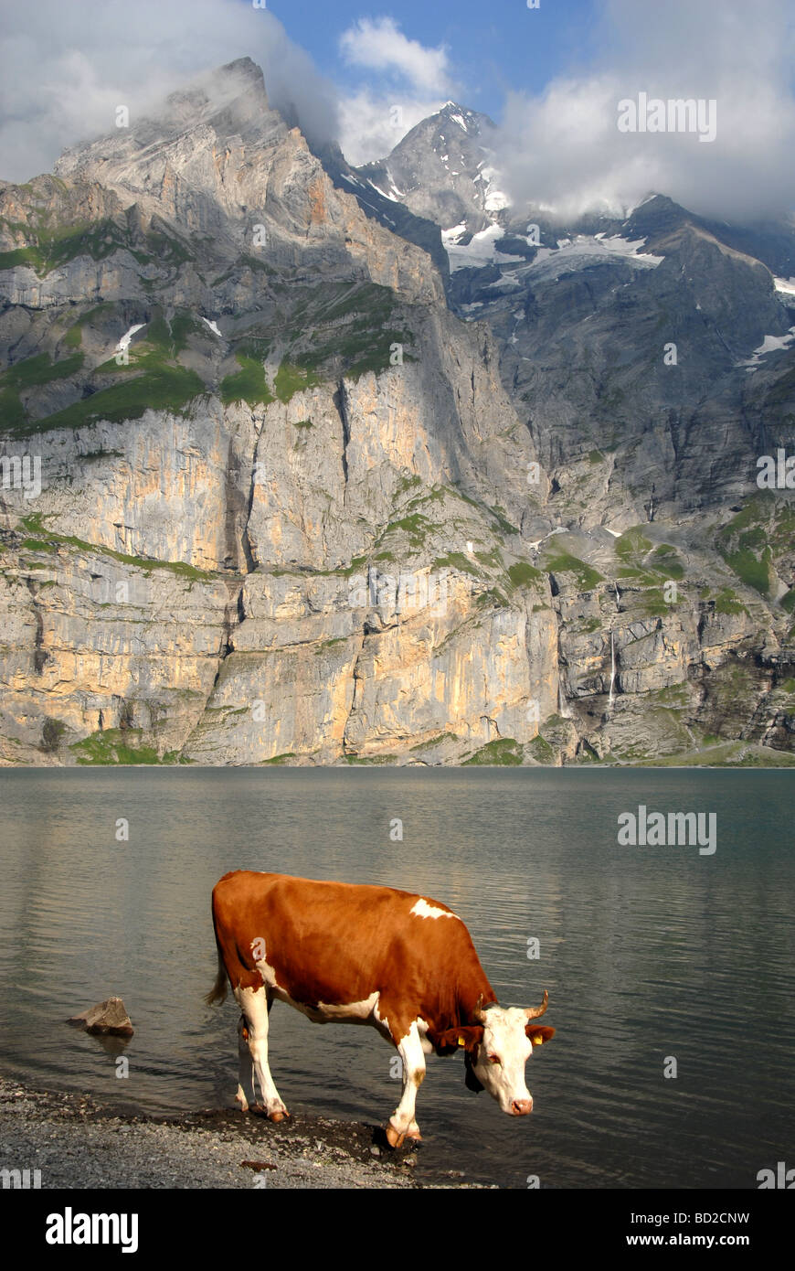 Mucca sulla riva del lago Oeschinen con montatura Bluemlisalp Oberland Bernese Alpi della Svizzera Foto Stock