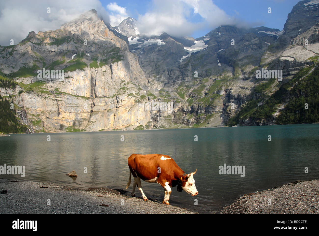 Mucca sulla riva del lago Oeschinenen con Bluemlialp Oberland Bernese Alpi della Svizzera Foto Stock