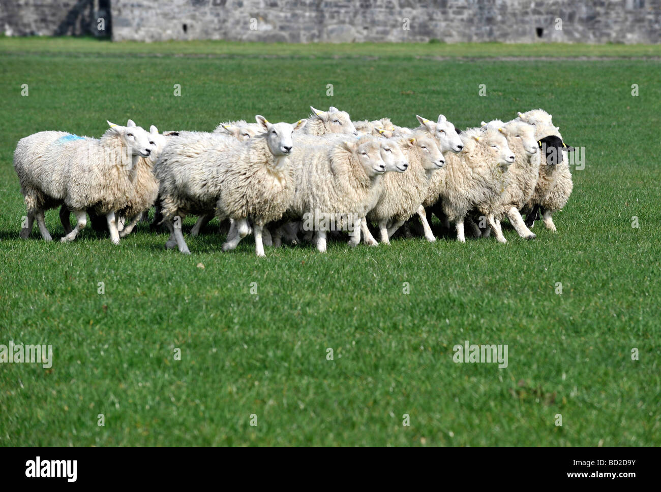 Un gregge di pecore corrono estate a livello nazionale sheepdog lancio di prova a Castle Hill Filleigh Devon Foto Stock