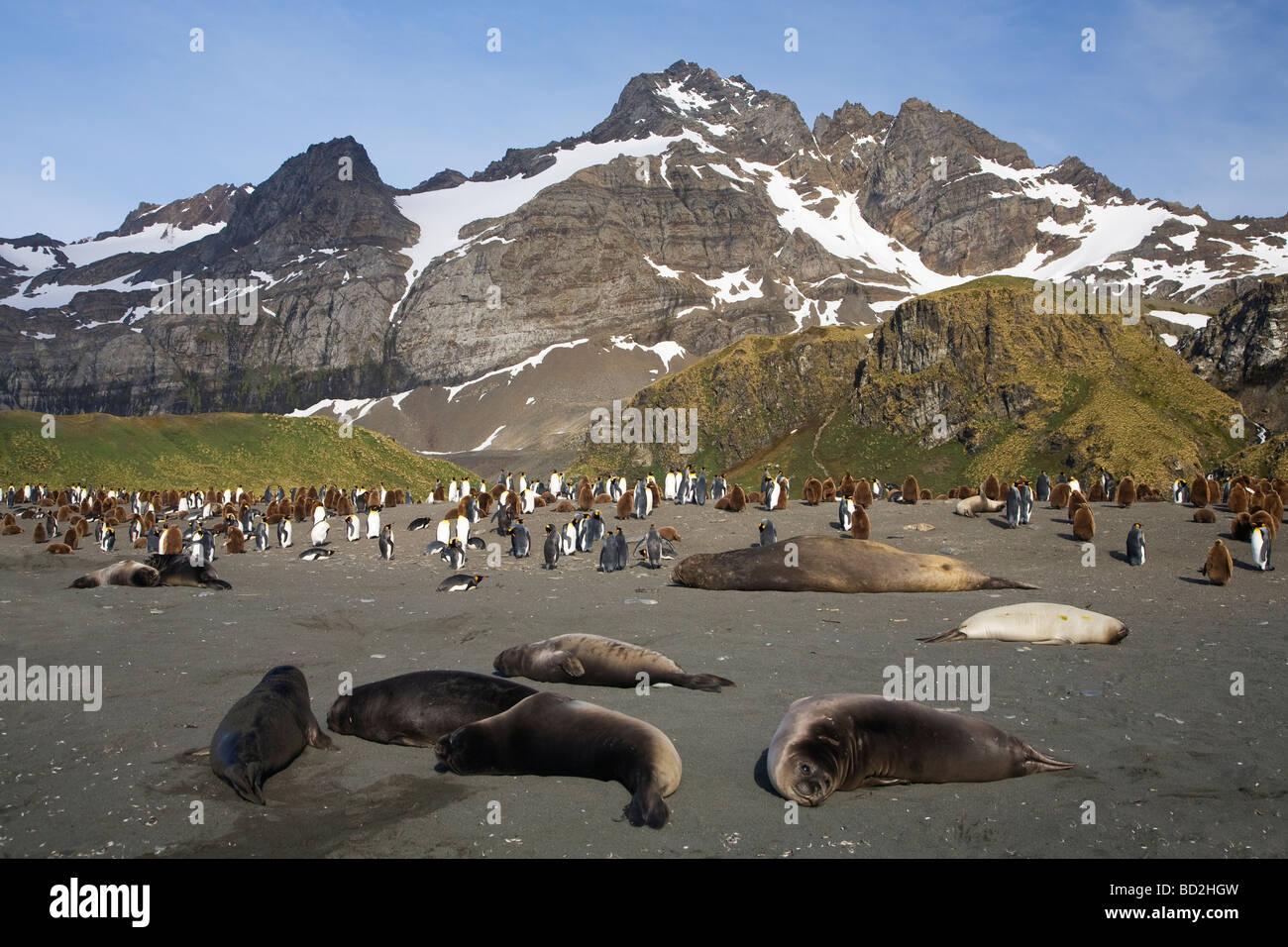 King penguins Aptenodytes patagonicus e l'elefante meridionale guarnizioni Mirounga leonina condividere la spiaggia di Porto Oro Georgia del Sud Foto Stock