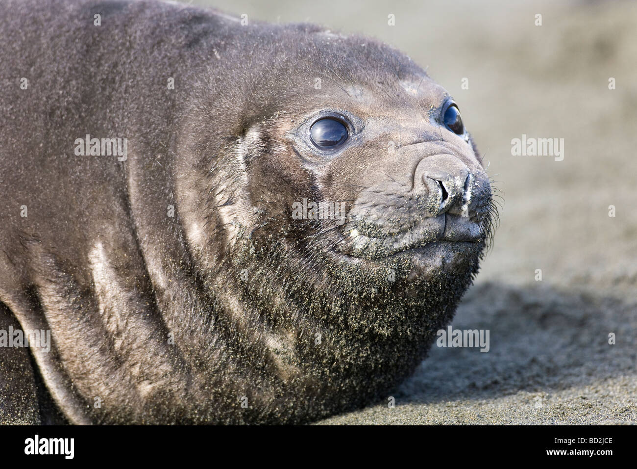 Elefante marino del sud Mirounga Leonina sulla spiaggia di Porto Oro Georgia del Sud Antartide Foto Stock