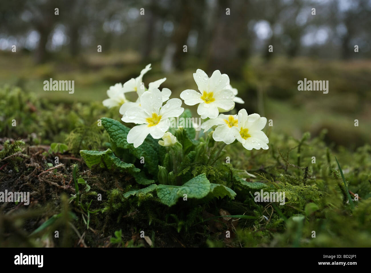 Primule Primula vulgaris in boschi Ariundle Riserva Naturale Nazionale Strontian Argyll Highlands scozzesi UK Foto Stock