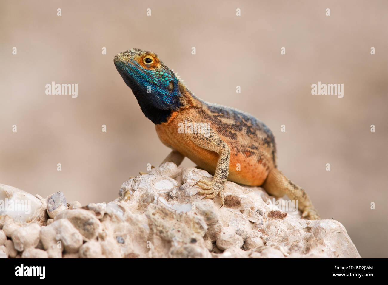 Massa agama Agama aculeta in colori di allevamento Kgalagadi Parco transfrontaliero Northern Cape Sud Africa Foto Stock