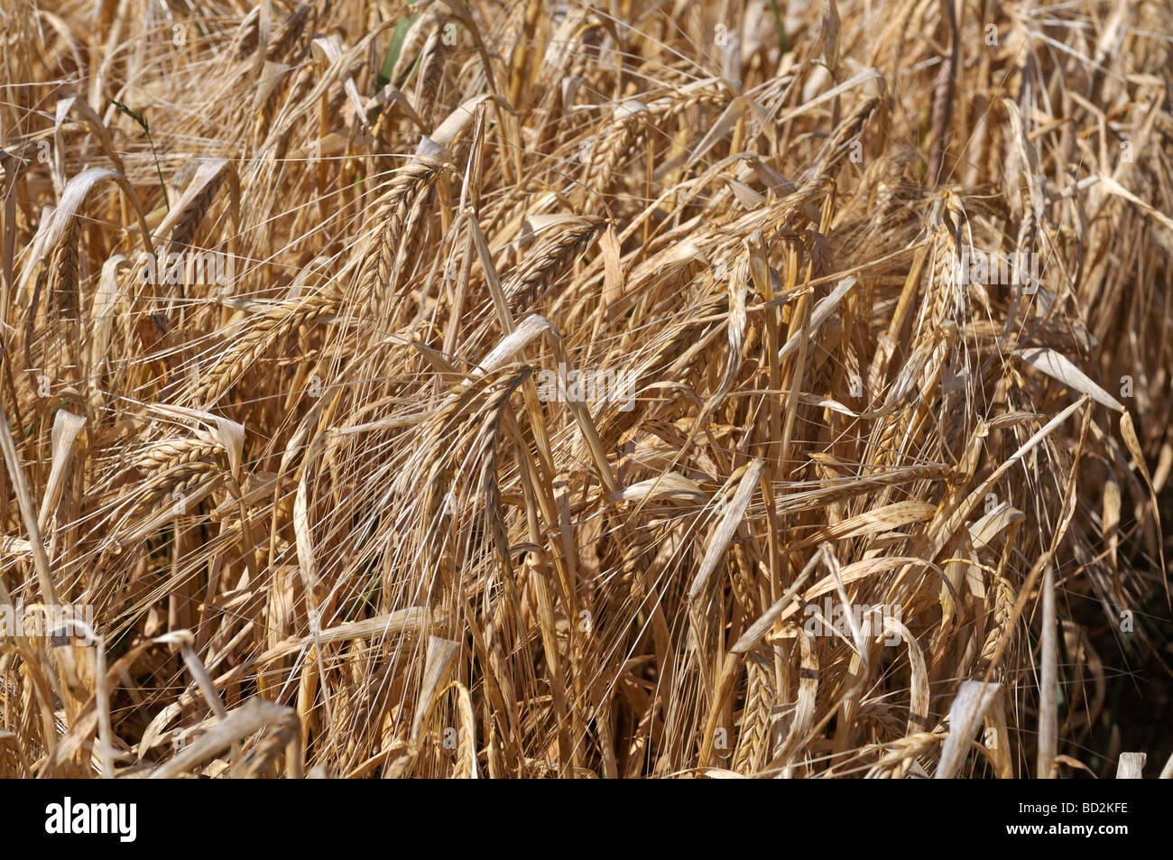 Orzo (Hordeum vulgare), il campo di grano maturo Foto Stock