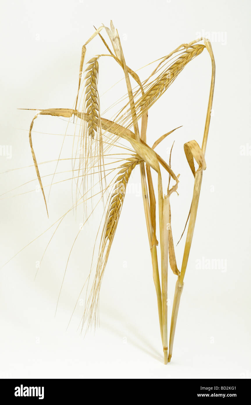 Orzo (Hordeum vulgare), spighe mature, studio immagine Foto Stock