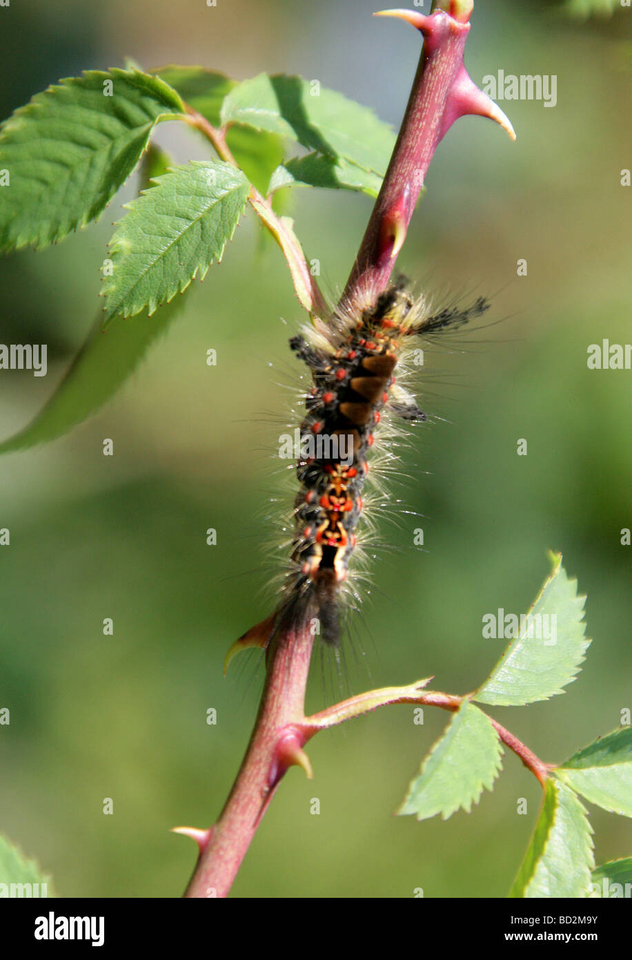 Rusty Tussock Moth o Vaporer Caterpillar, Orgyia antiqua, Lymantriidae, Lepidotteri. Foto Stock