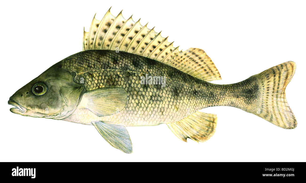 Eurasian Ruffe (Gymnocephalus cernua, disegno Foto Stock
