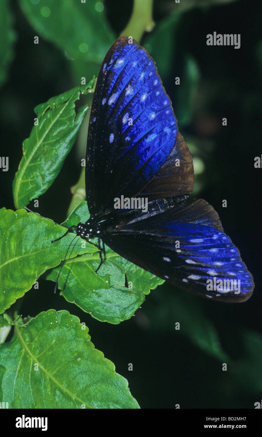 Blue Butterfly,Malesia Foto Stock