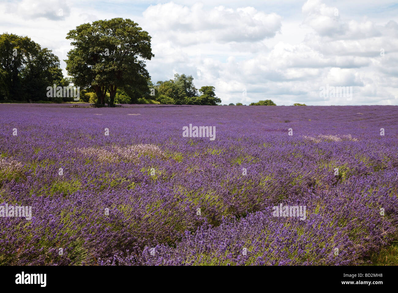 Un campo di piante di lavanda in Surrey in Inghilterra Foto Stock