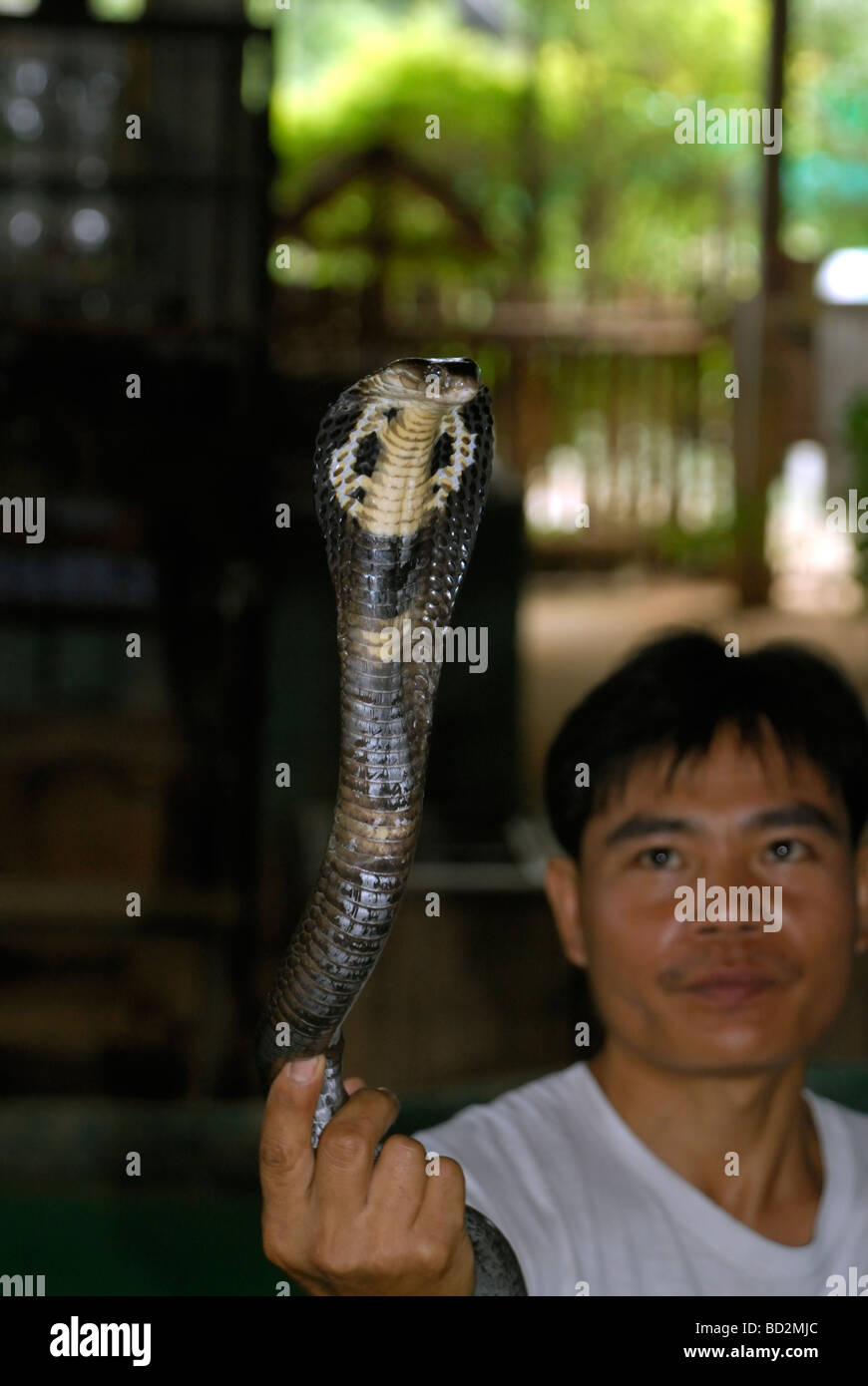 Cobra reale che mostra il cofano in corrispondenza di una fattoria di serpenti in Thailandia Foto Stock