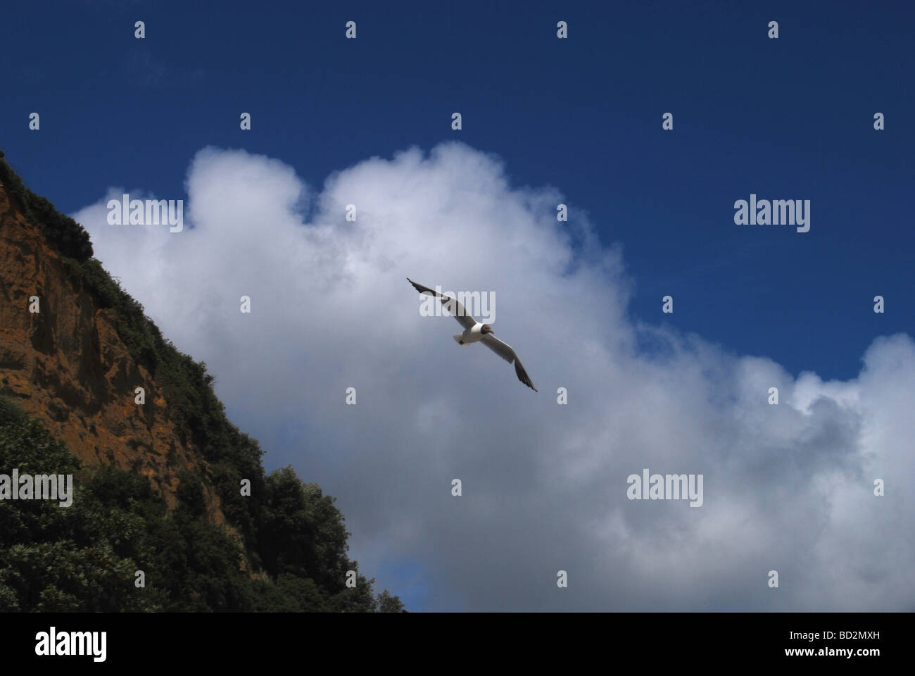 Testa nera gabbiano in volo contro il fondale di roccia e cielo estivo Foto Stock