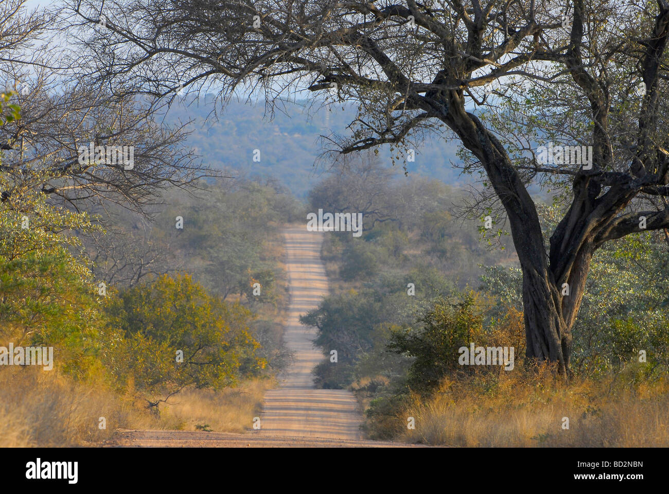Strada sterrata avvolgimento attraverso inverno secco bush nel Parco Nazionale di Kruger, Sud Africa Foto Stock