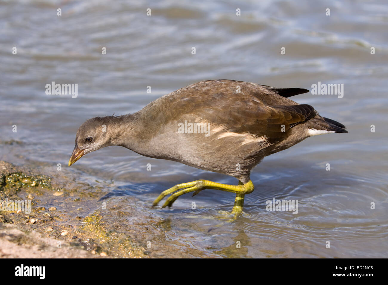 Giovani, moorhen Gallinula chloropus Foto Stock