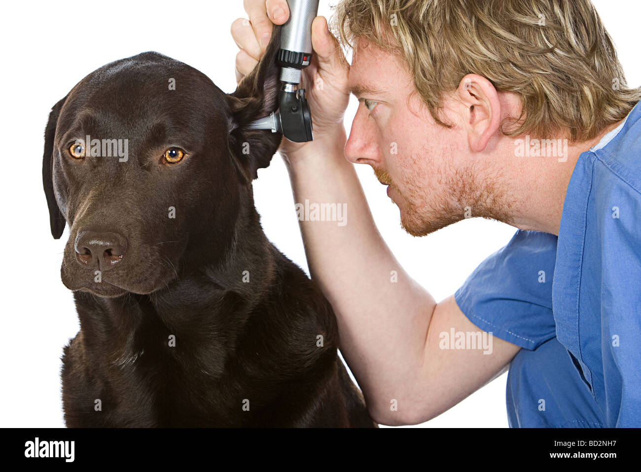 Controlli della IFP cioccolato Labrador s orecchio con otoscopio Foto Stock