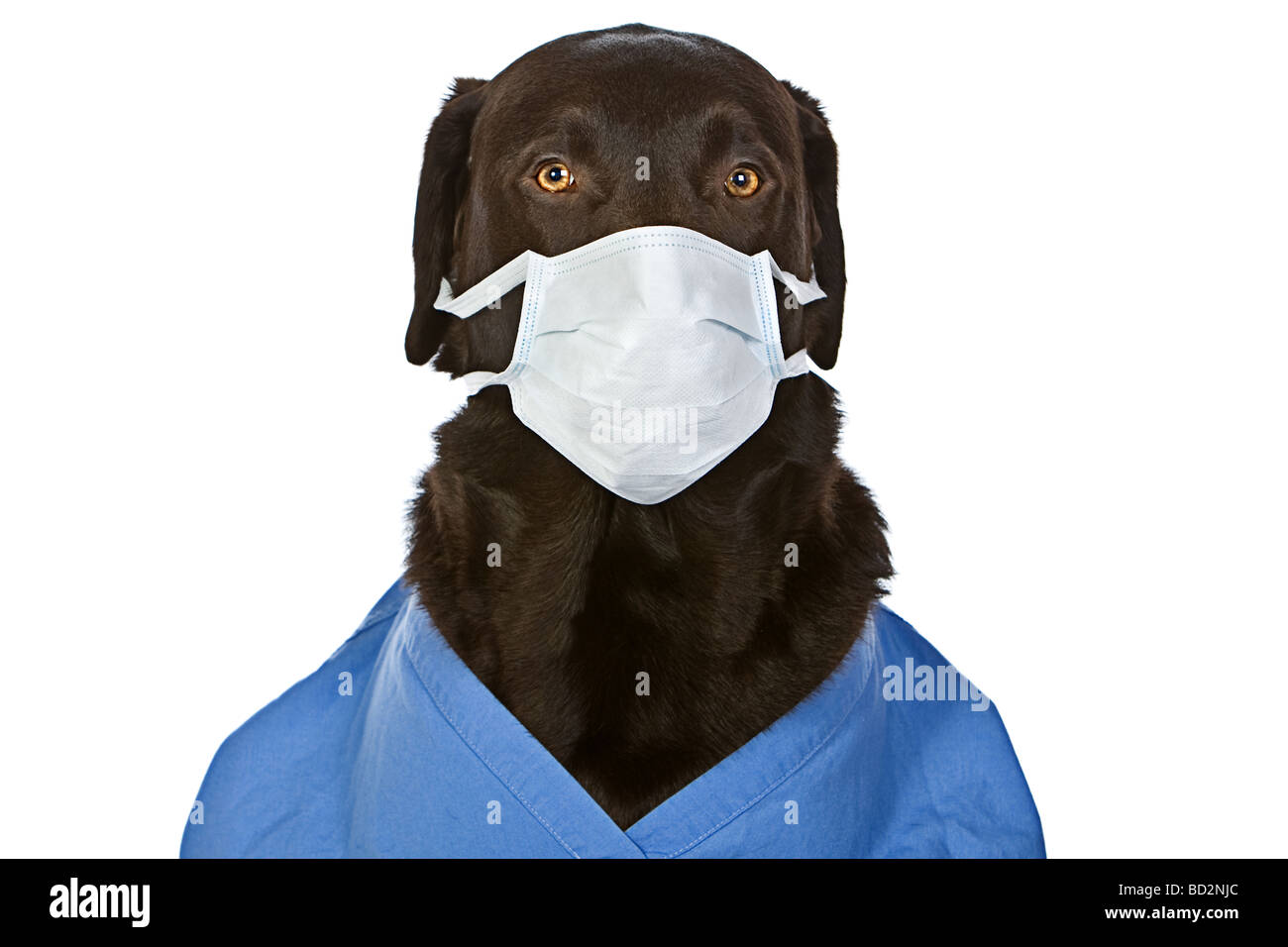 Il cioccolato Labrador chirurgo con maschera Foto Stock