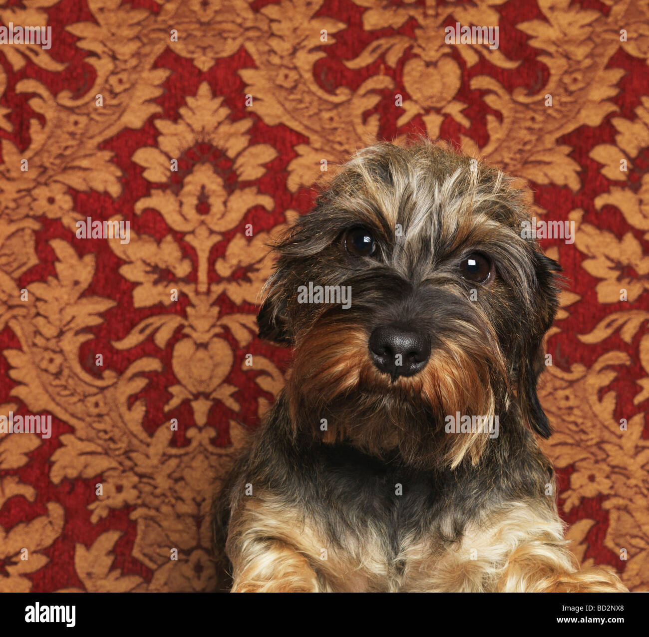 Ritratto di cane, close-up Foto Stock