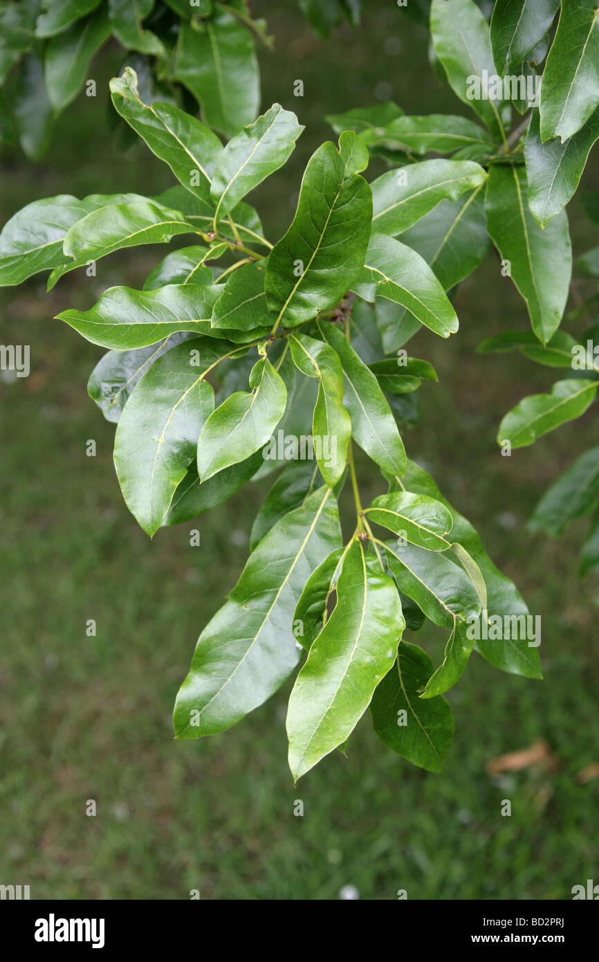 Rovere Shingle Foglie di albero, Quercus imbricaria, Fagaceae, Sud Est USA, America del Nord Foto Stock