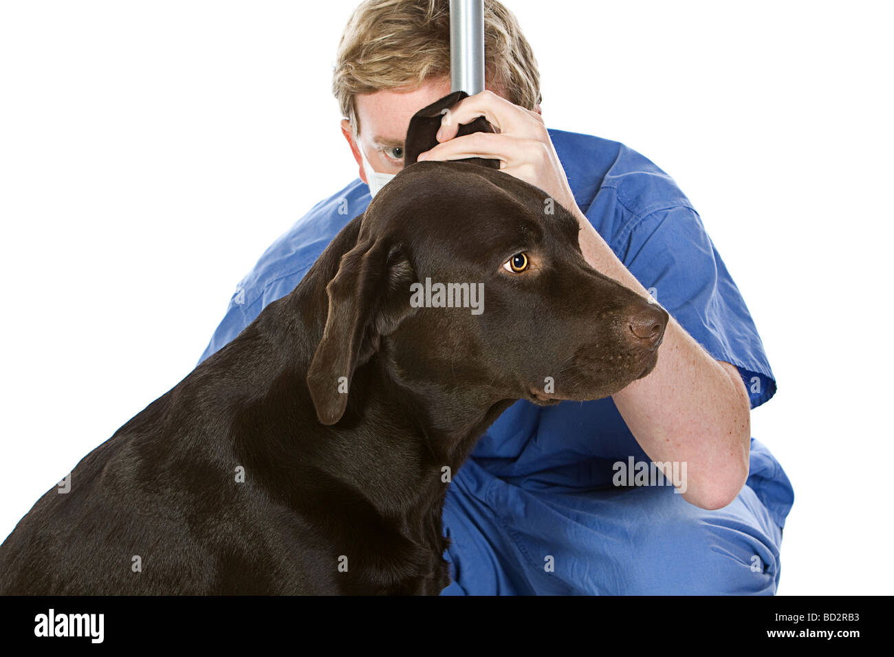 Il Labrador cioccolato avente le sue orecchie controllato Foto Stock