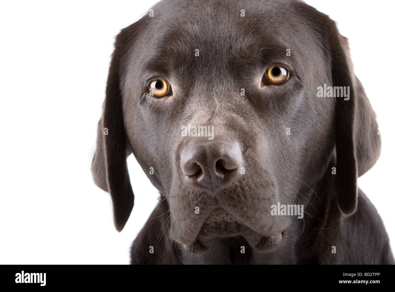 Colpo di testa di un simpatico cercando Labrador cucciolo Foto Stock