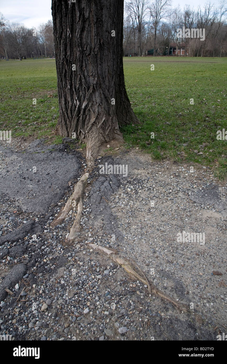Le radici di un albero che cresce in asfalto, romperlo Foto Stock