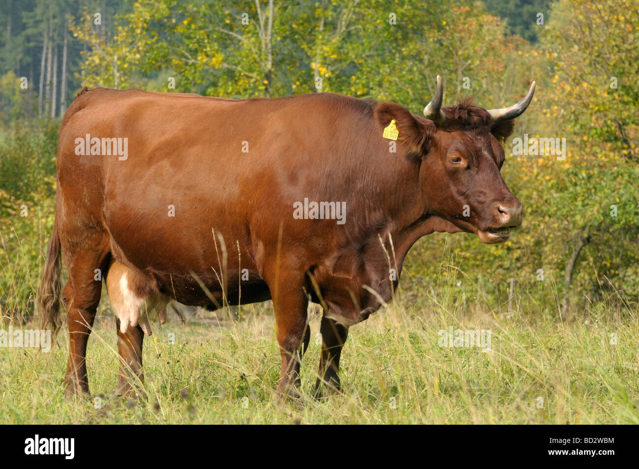 Gli animali domestici della specie bovina (Bos primigenius e Bos taurus), razza: tedesco della Red Hill bestiame. Mucca in un pascolo Foto Stock