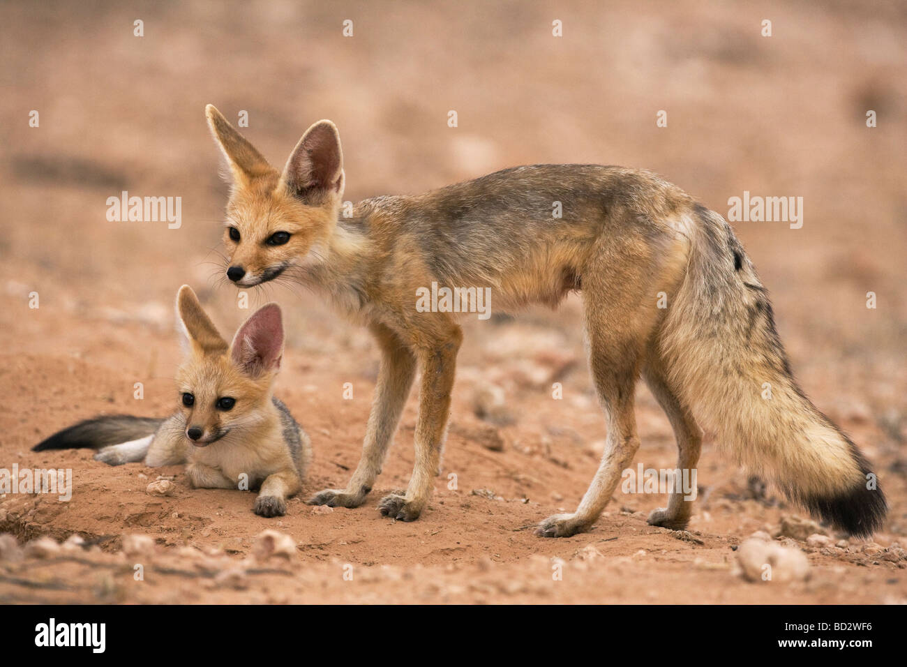 Cape fox Vulpes vulpes chama con pup Kgalagadi Parco transfrontaliero Northern Cape Sud Africa Foto Stock