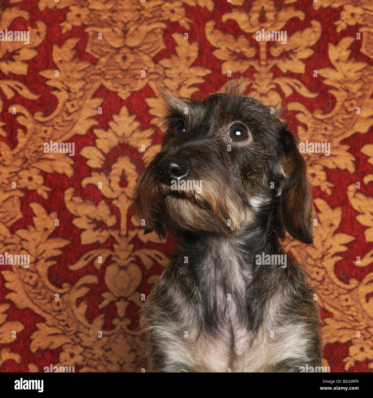 Ritratto di cane, close-up Foto Stock