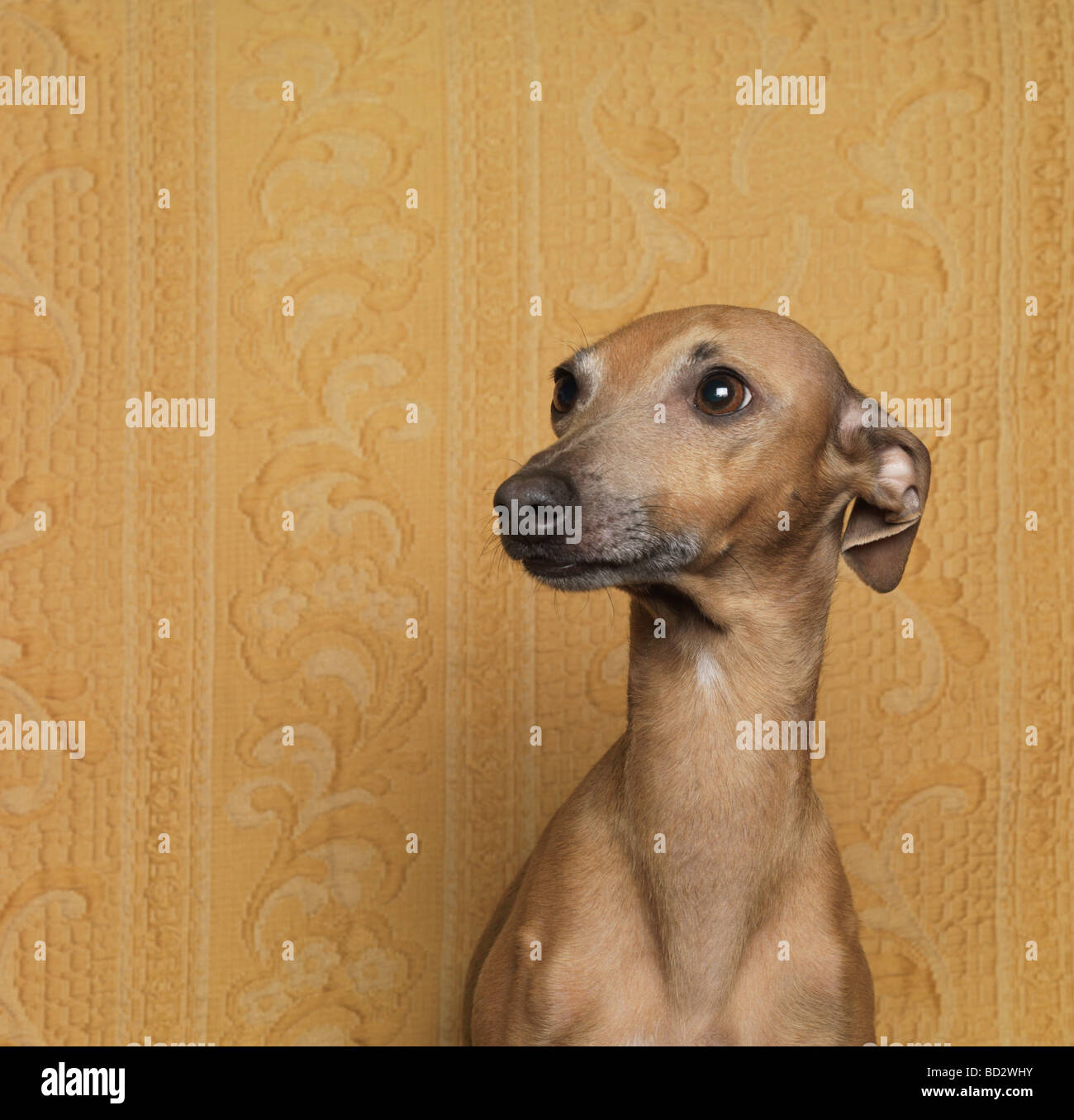 Ritratto di cane, close-up Foto Stock