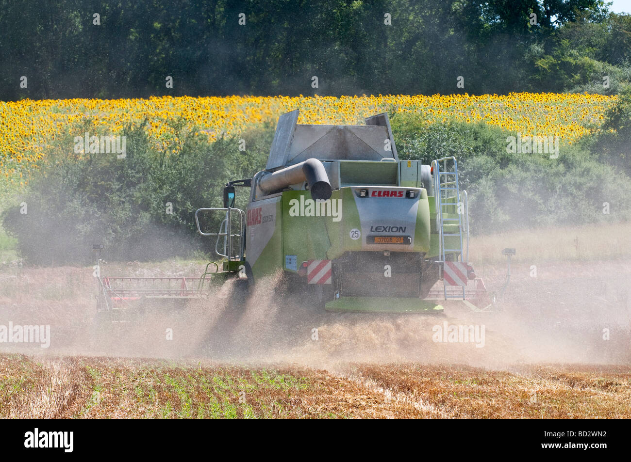 Claas Lexion 570 Mietitrebbia... solleva polvere - Indre-et-Loire, Francia. Foto Stock