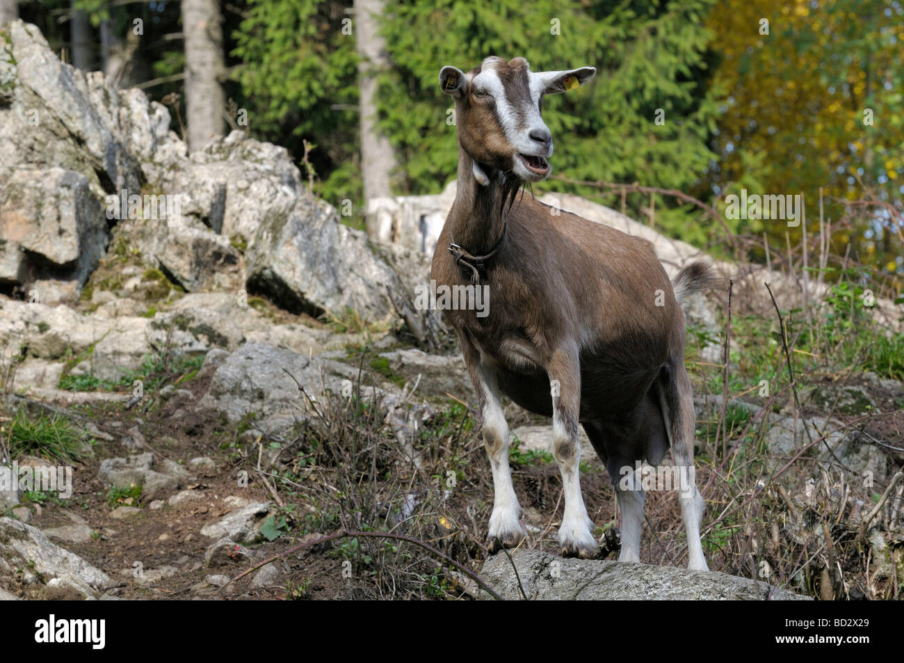 Capra domestica, in Turingia (Capra aegagrus hircus) in piedi su una roccia Foto Stock