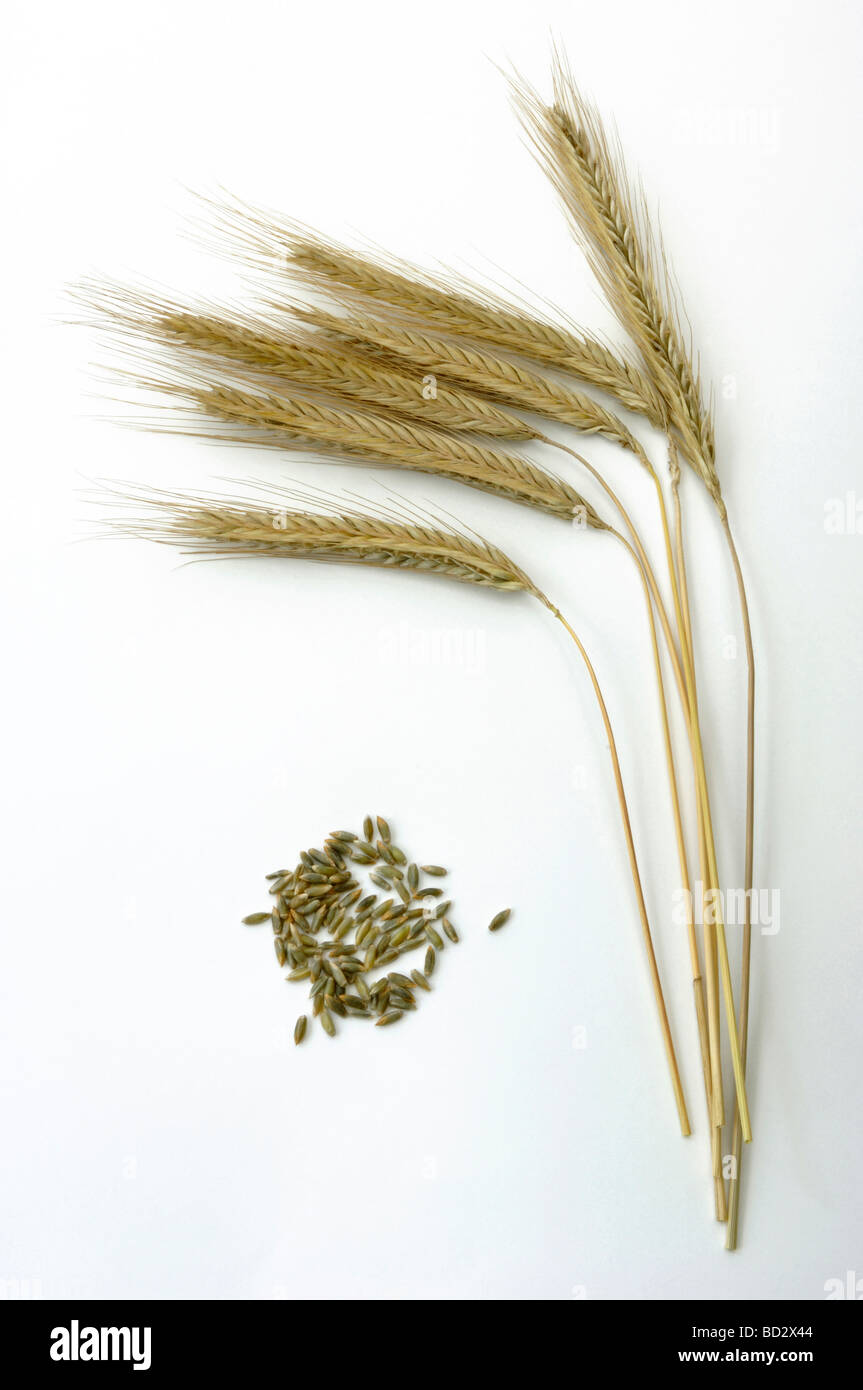 La segala (Secale cereale). Steli con spighe mature e semi, studio immagine Foto Stock