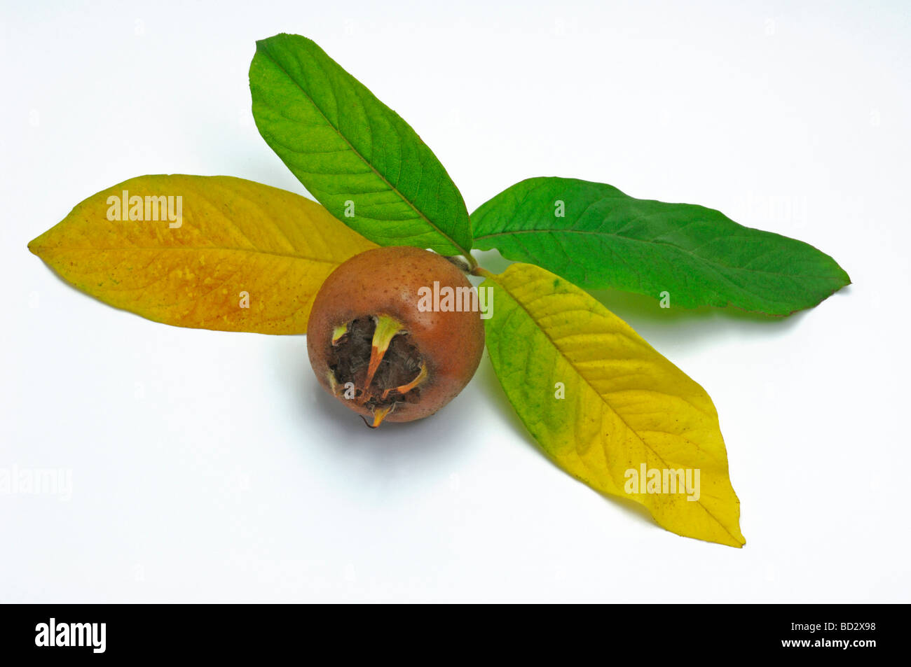 Nespole (Mespilus germanica), frutta e foglie di autunno, studio immagine Foto Stock