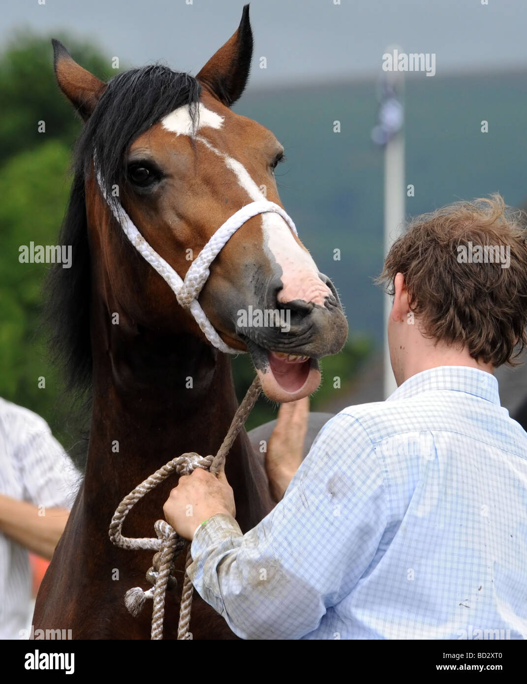 RWS Royal Welsh Show 2009 3 anno vecchio mare vincitore Foto Stock