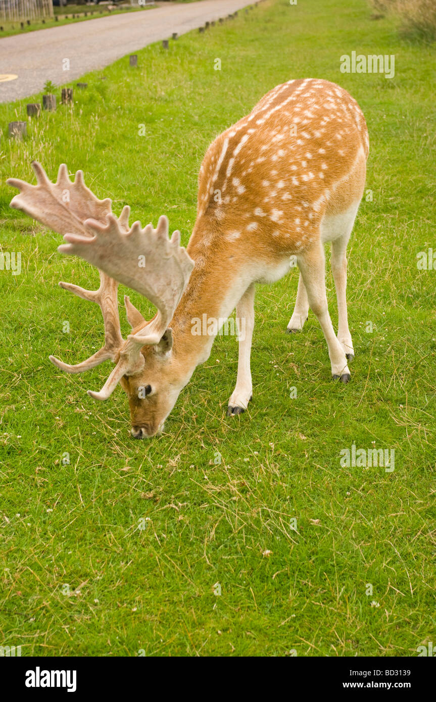 Un Buck Daini pascolano su strada Foto Stock