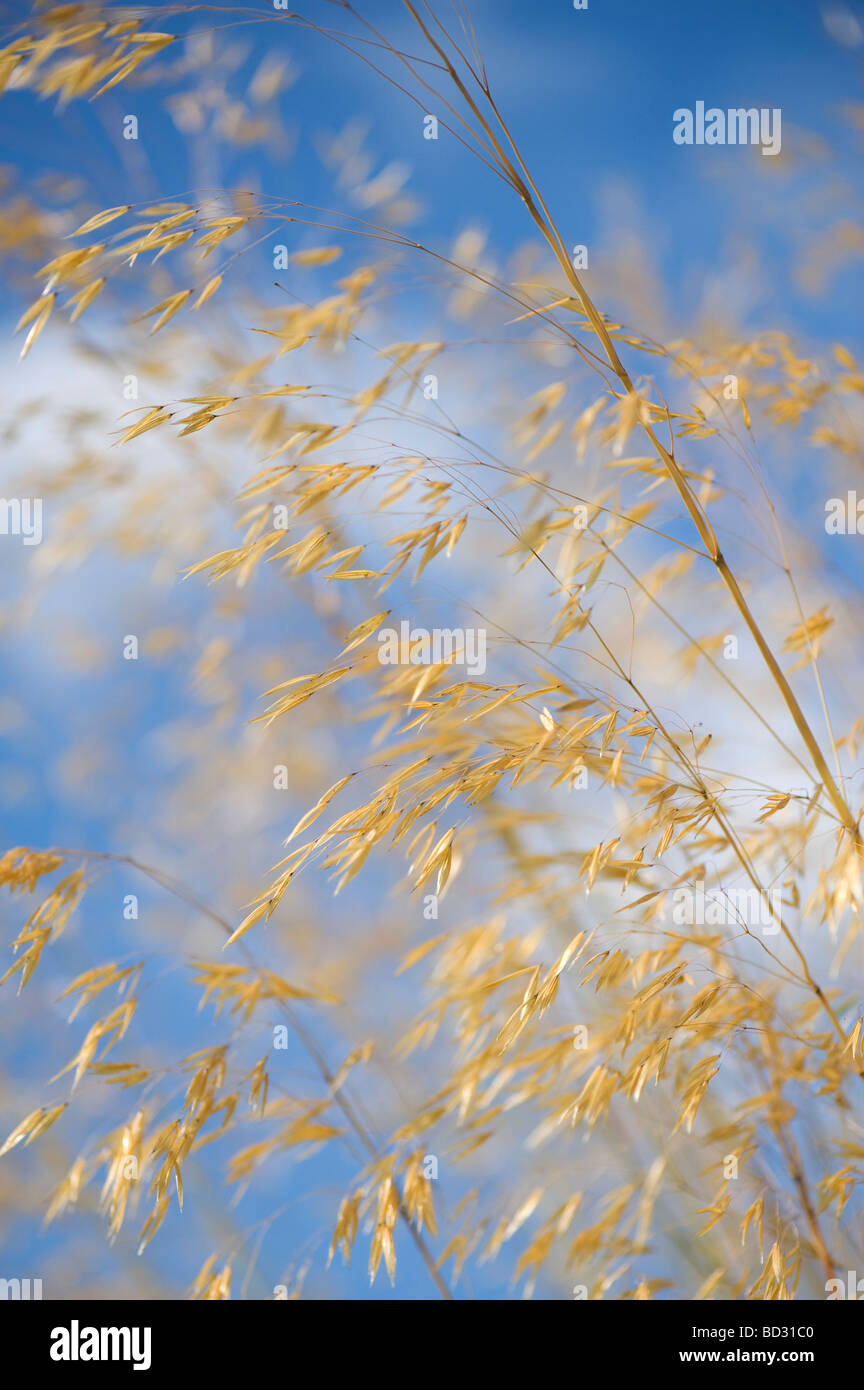 Stipa gigantea 'Gold Fontaene' . Golden avena. Gigante di erba in piuma Foto Stock