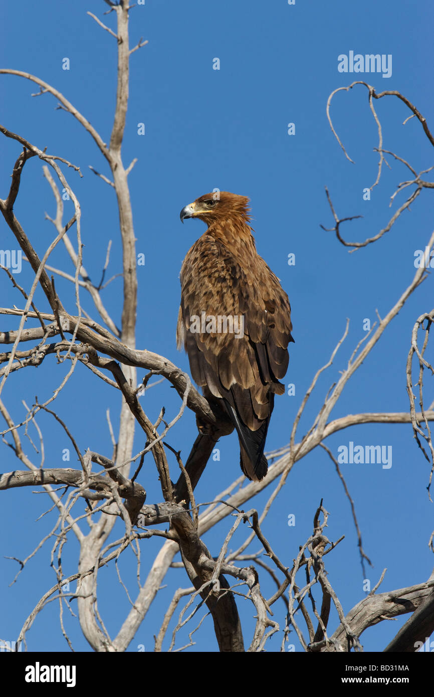 Bruno eagle Aquila rapax Kgalagadi Parco transfrontaliero Northern Cape Sud Africa Foto Stock