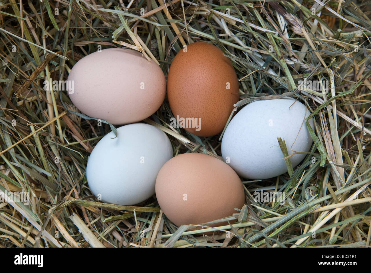 Fresco posate le uova di pollo di colori naturali. Foto Stock