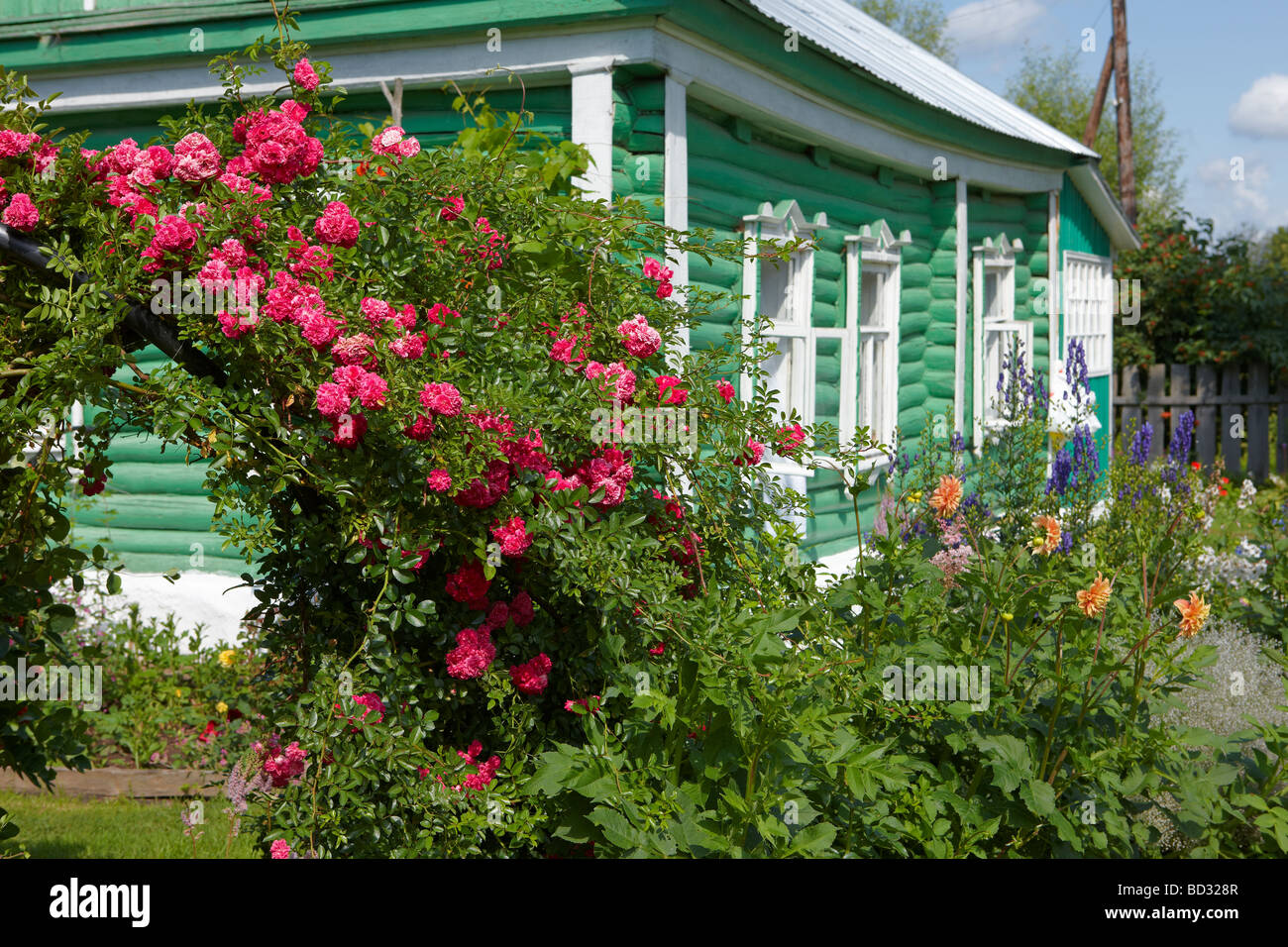 Rose rampicanti crescente nella parte anteriore del legno di un country house. La Russia. Foto Stock
