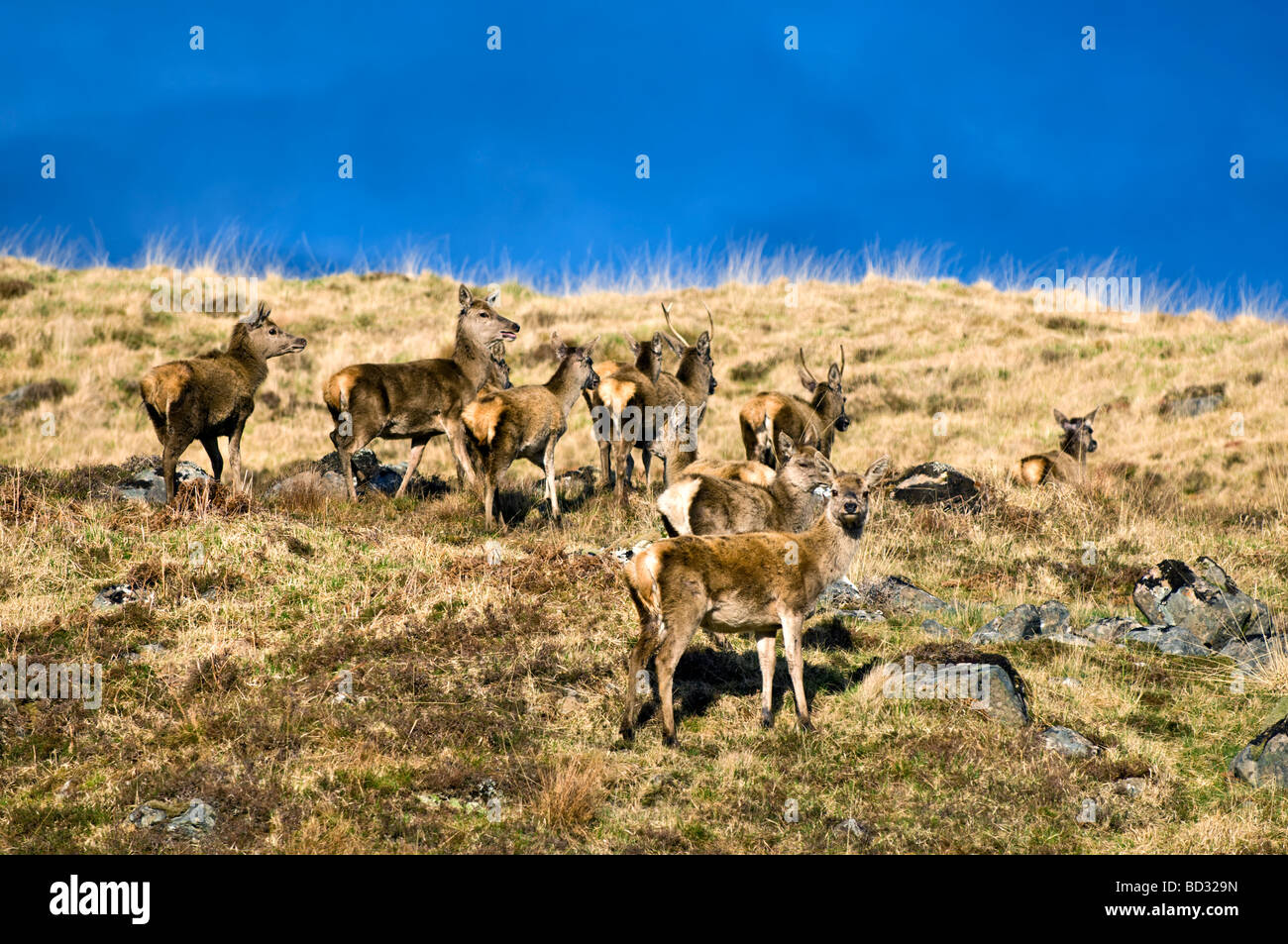 Wild Red Deer presi in Glen Cassley, a nord della Scozia con drammatico inizio della luce della sera Foto Stock