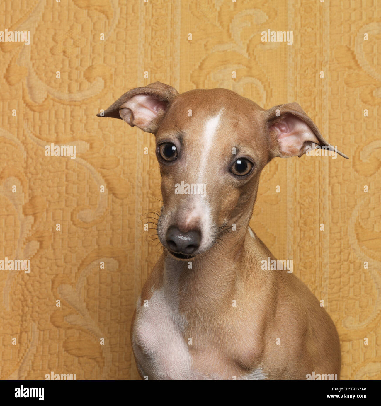 Ritratto di cane, close-up Foto Stock