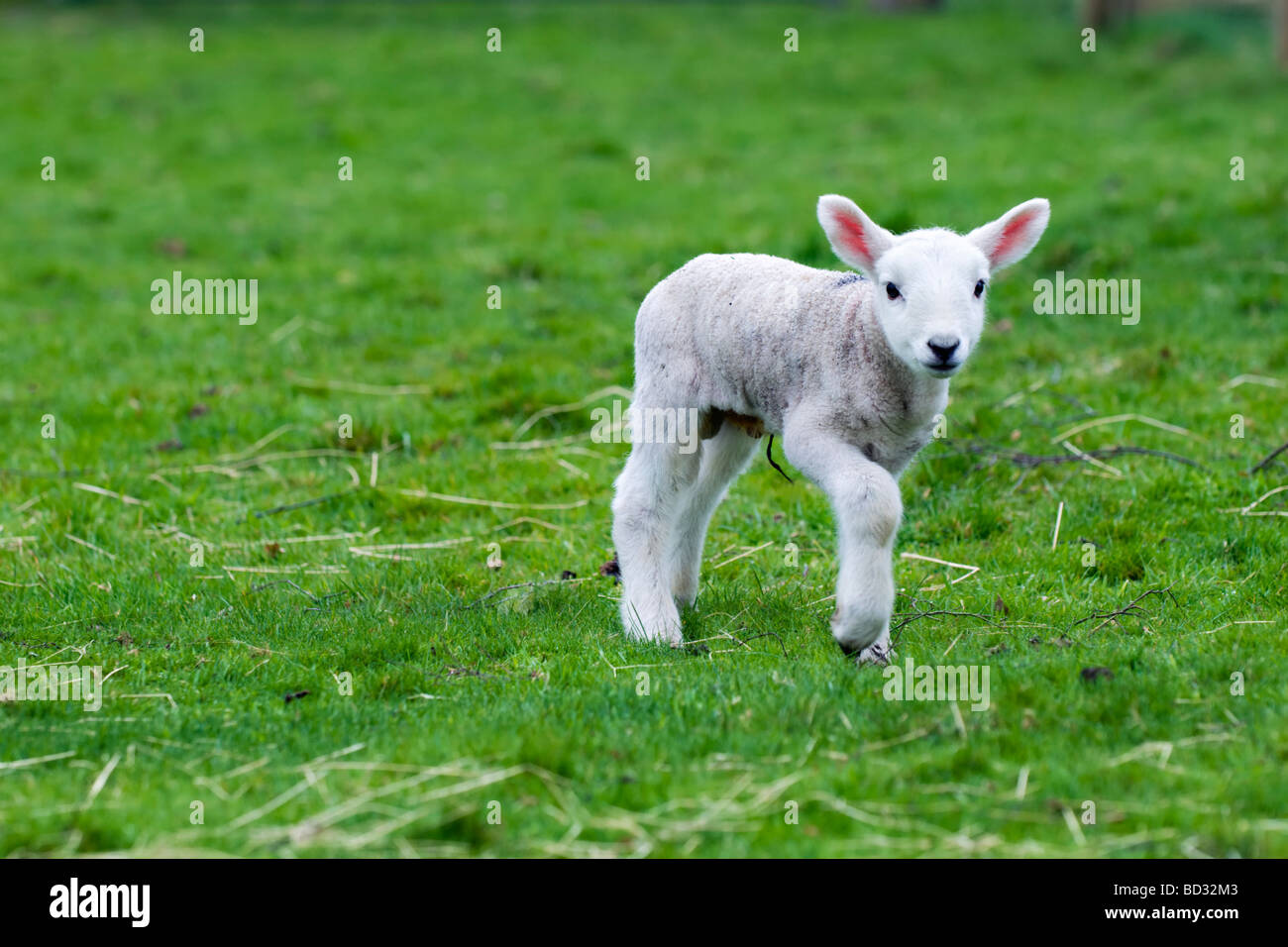 Nuovo nato agnello in campo verde in primavera prese vicino a Ardgay in Scozia Foto Stock