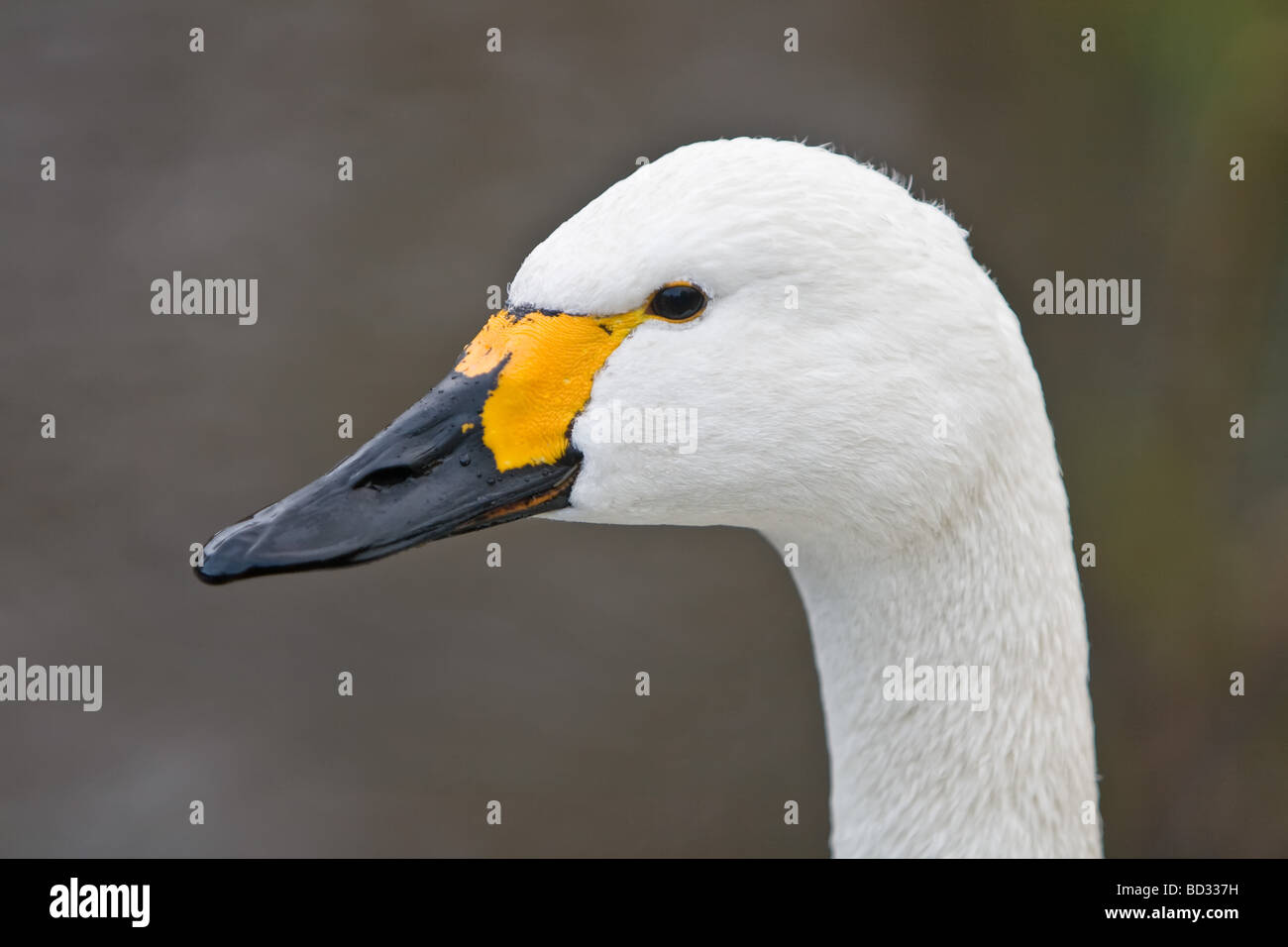 Testa di un Bewick cigno Foto Stock