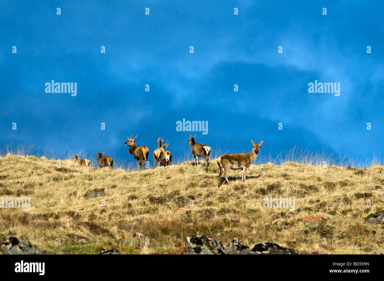 Wild Red Deer presi in Glen Cassley, a nord della Scozia con drammatica di sera presto luce in primavera Foto Stock