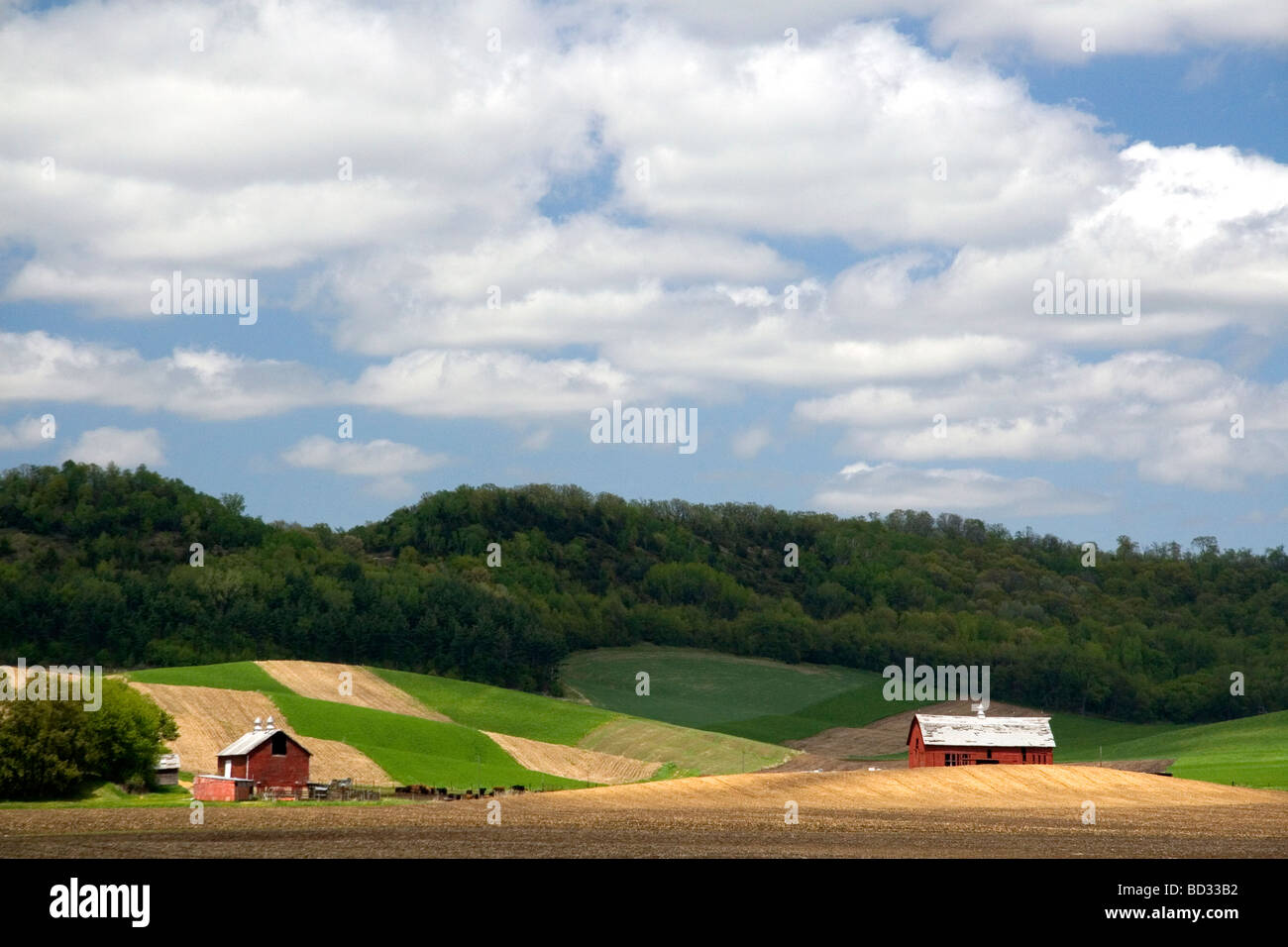 Red fienili e terreni agricoli nella contea di Manitowoc nel Wisconsin USA Foto Stock