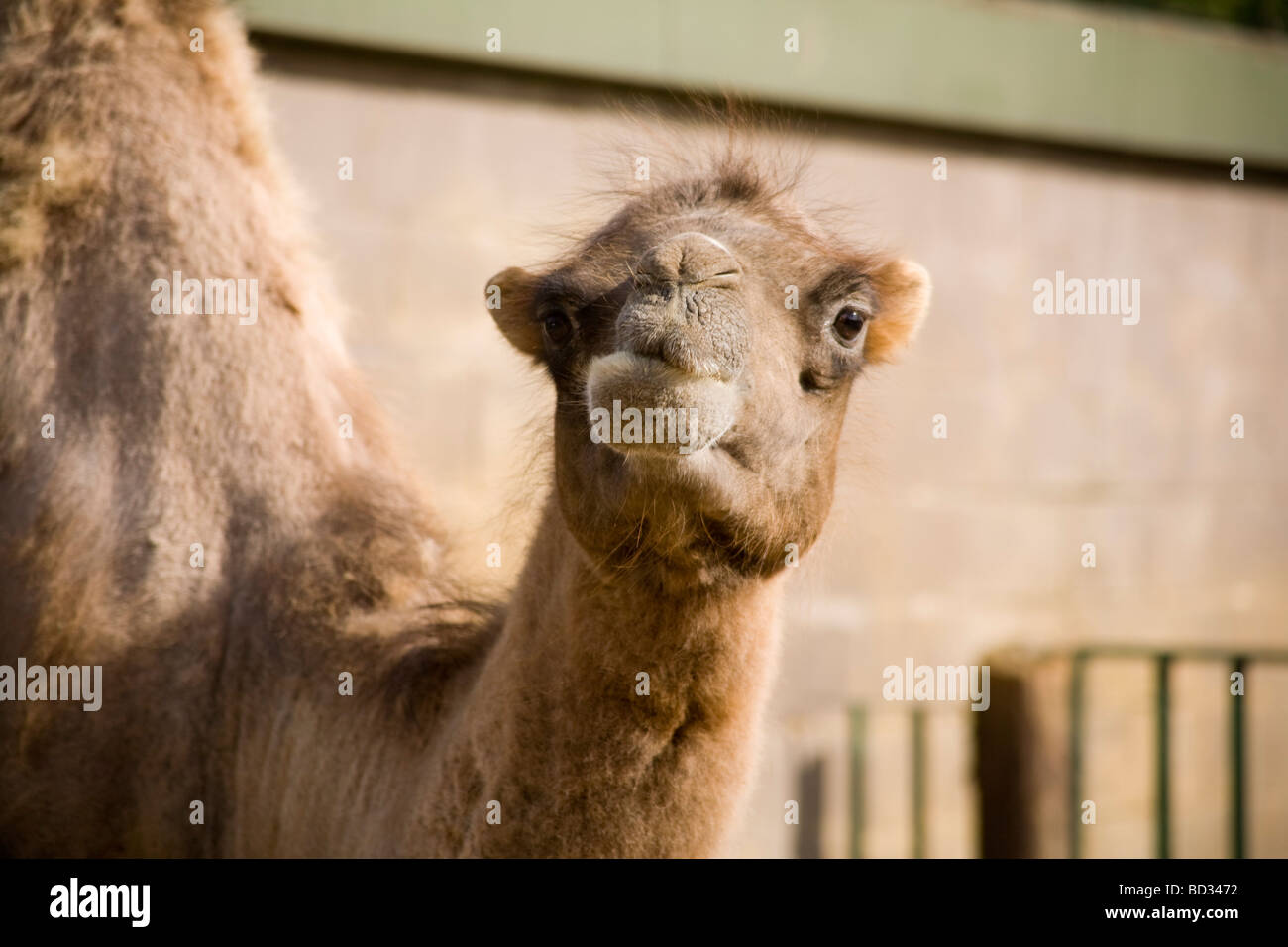 Divertente espressione di un cammello bactriano, cammello bumpato (Camelus bactrianus), Paradise Wildlife Park, Regno Unito Foto Stock