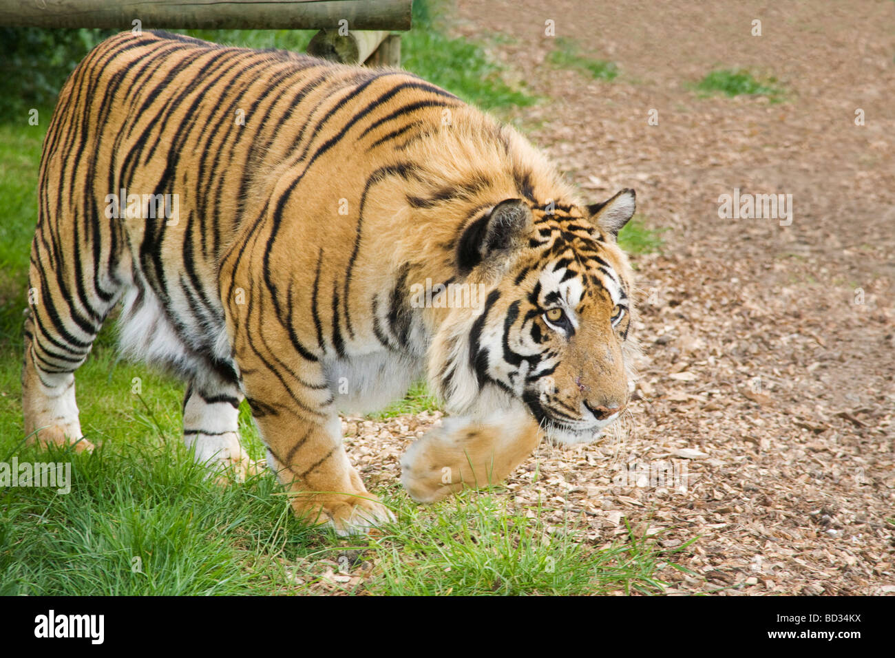 Bruno la tigre bengala che stalking Fraser il custode, Wildlife Heritage Foundation, UK Foto Stock