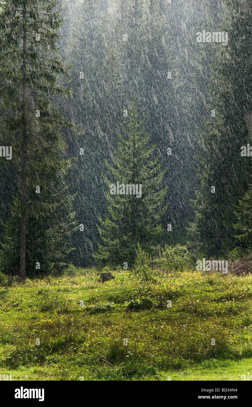 La pioggia nella foresta di Tarvisio Foto Stock
